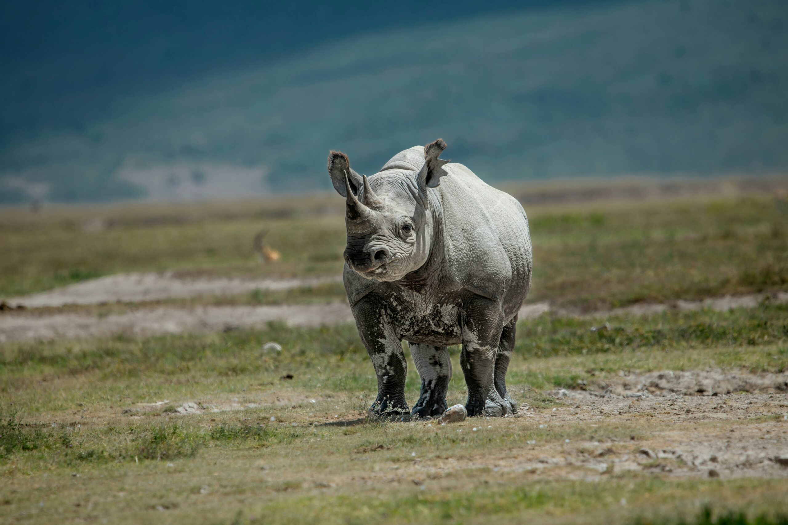 Ngorongoro