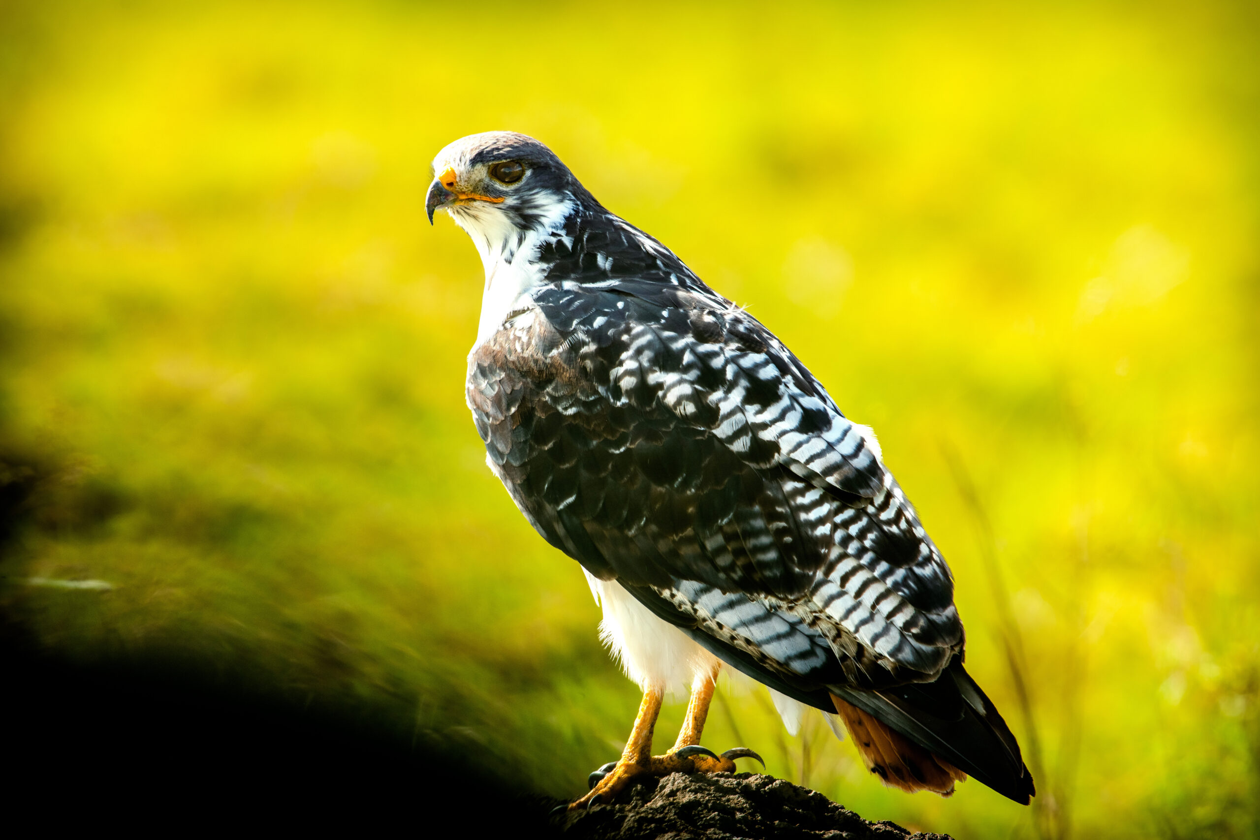 Arusha National Park