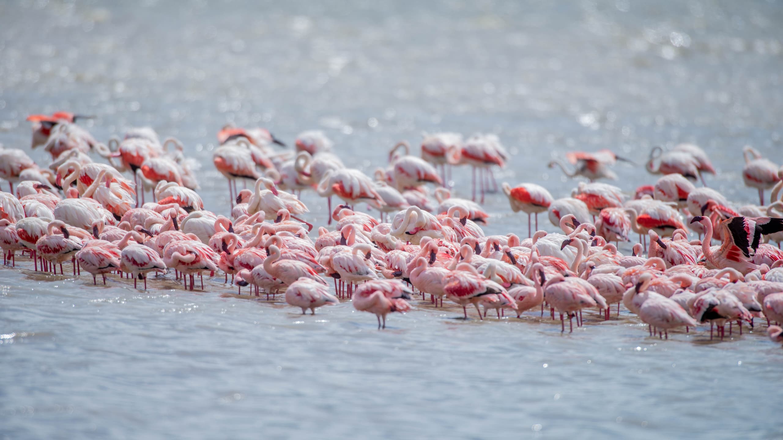 Lake Natron & Oldoinyo Lengai
