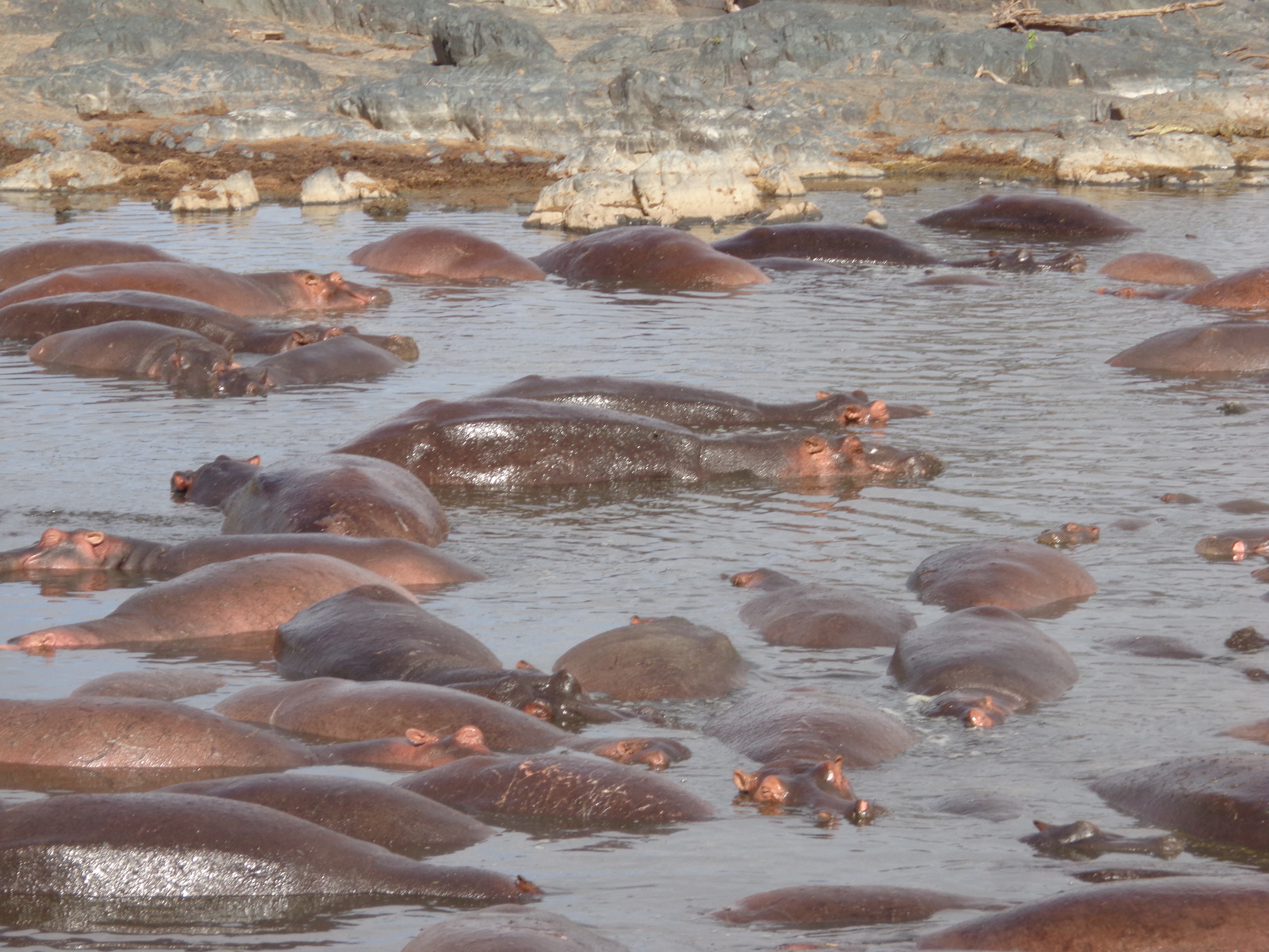 Katavi National Park