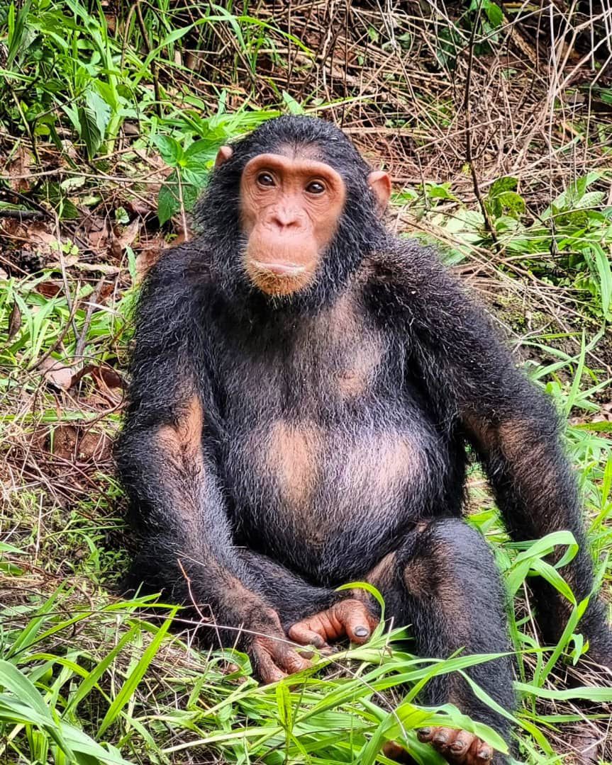 Gombe National Park