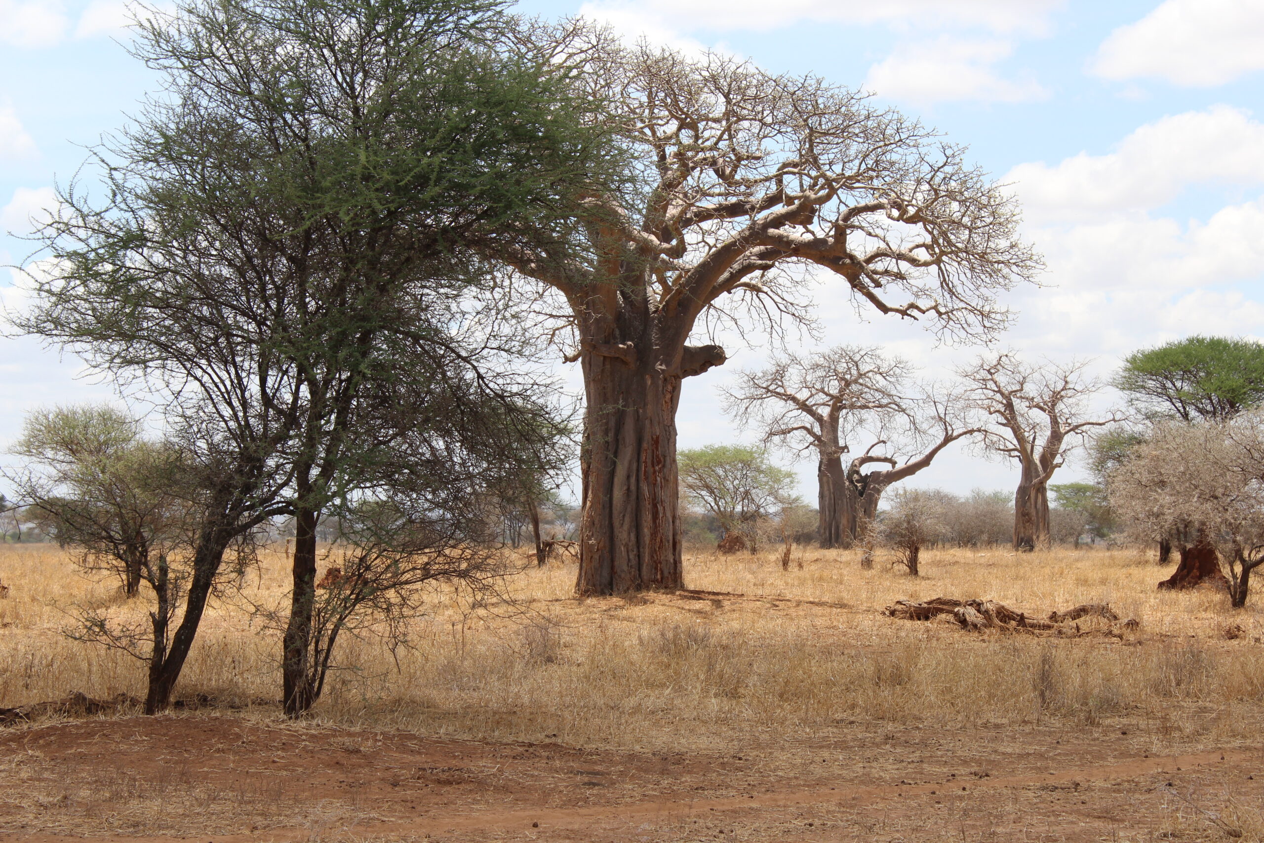 Ruaha National Park