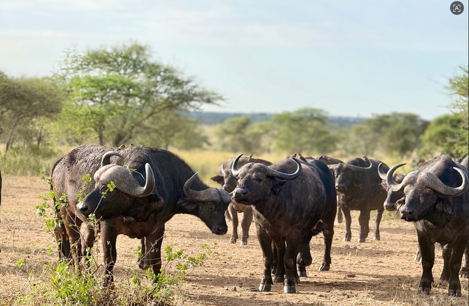 Traveller watching the sunrise over the Serengeti while reflecting on a journey of self-discovery.