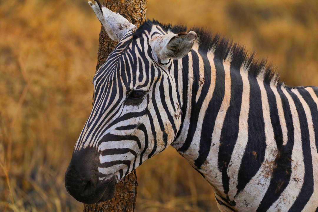 12 Days Beyond The Screen Family Safari