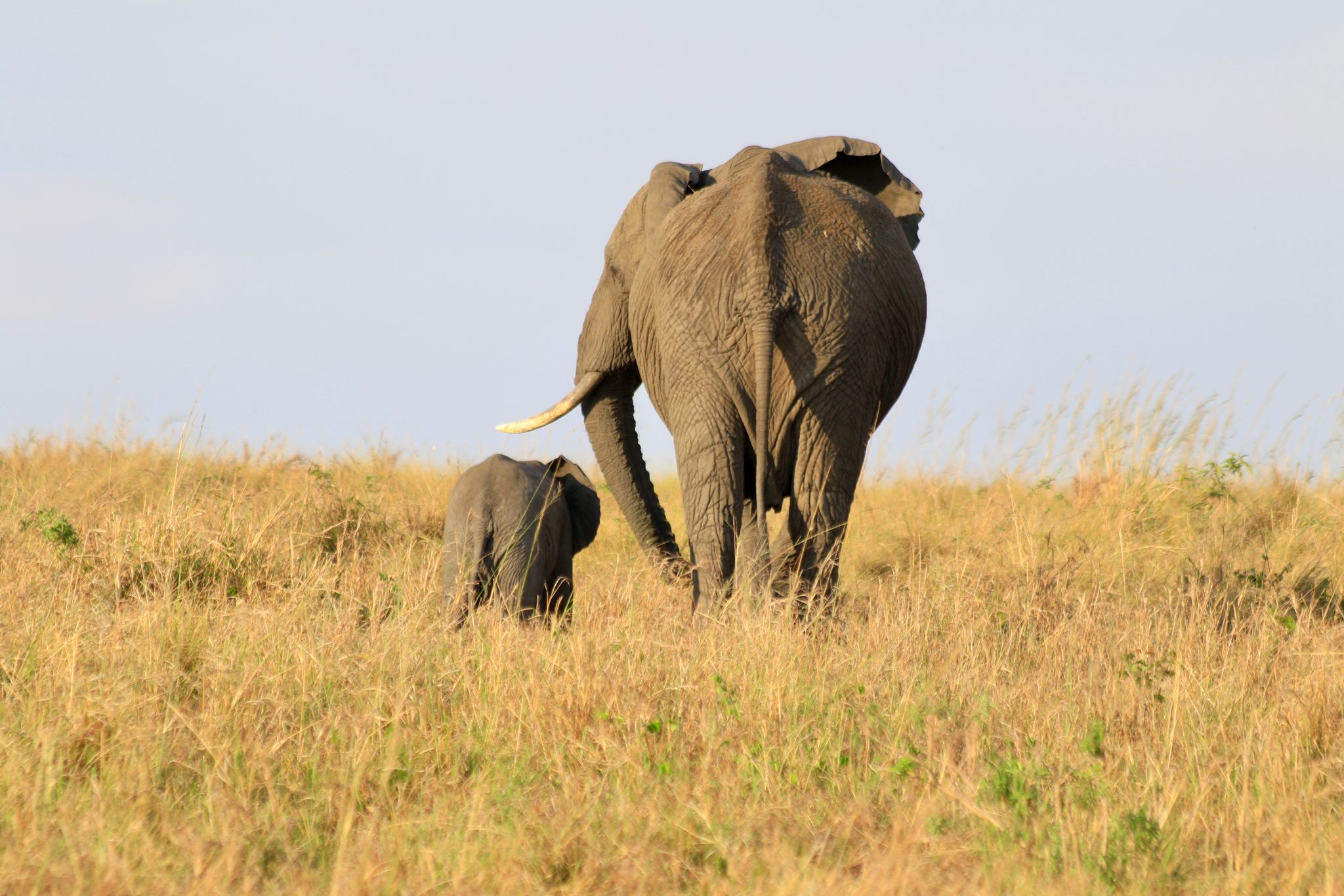 Authentic Serengeti safari experience with wildlife and local community connections in Tanzania