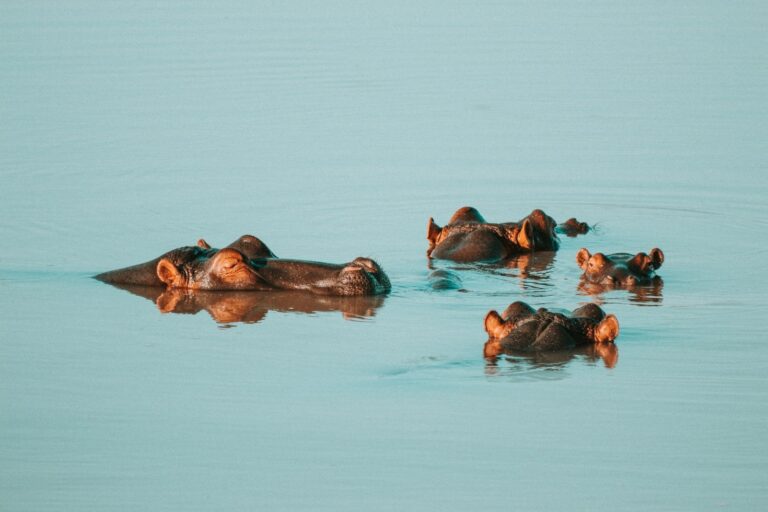 Tanzania’s Agricultural Landscapes: A Visitor’s Guide
